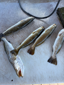 Solid speckled trout action today using light tackle and jigging techniques!