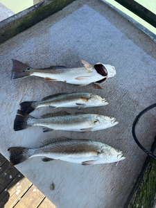 Blasted today with these speckled trout using light tackle and jigging techniques!