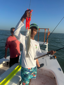 Hooked a feisty spotted weakfish while deep sea jigging with light tackle off the coast of South Padre Island!