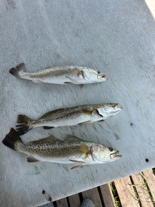 Spotted weakfish galore on the deep-sea jig during a partly cloudy day in South Padre Island!