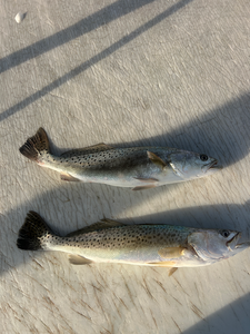 Caught two spotted weakfish while deep sea jigging with light tackle on a partly cloudy day in South Padre Island.