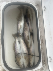 Trio of Spotted Weakfish reeled in during a storm-threatened day off South Padre!