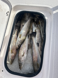 Triple trouble: Spotted Weakfish trifecta from the deep!