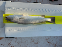 Reeling in the best fishing experience with deep sea jigging in South Padre Island!