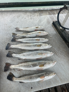 Spotted Weakfish blasted today off South Padre Island!