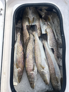 Double trouble: Spotted Weakfish duo reeled in off South Padre Island!
