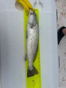 Hooked a feisty Spotted Weakfish while deep sea jigging off the Texas coast!