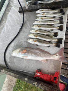 Blasted the reds and spotted weakies while deep sea jigging with light tackle in South Padre Island!