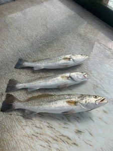 Three nice speckled trout using deep sea jigging and light tackle techniques.