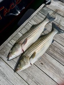Two striped bass caught fishing in Portsmouth NH displayed on wooden dock