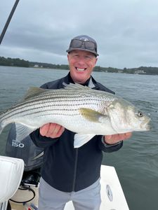 Striped bass fishing in Portsmouth