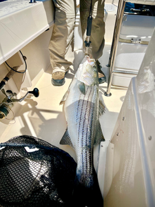 Portsmouth striped bass landed with light tackle and bait.