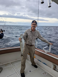 Bluefish, 22 inches, caught fishing in MI
