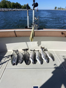 7 coho salmon, chum salmon, chinook salmon, and rainbow trout caught while fishing in MI