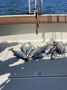 Three fish caught at Muskegon during a fishing trip