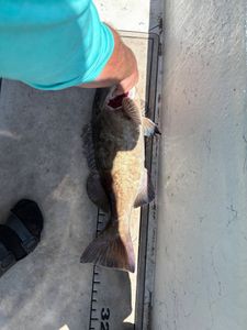 Tampa Bay fishing brings calm moments and lasting memories.