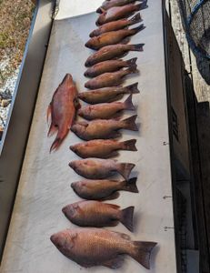 Mangrove red snapper, Grey Snapper fish caught fishing in FL
