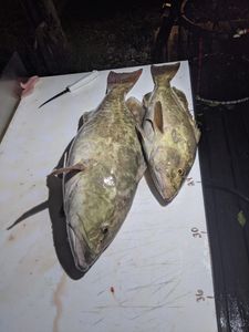 Two fish caught while fishing in FL