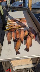 Three fish caught while fishing in Florida
