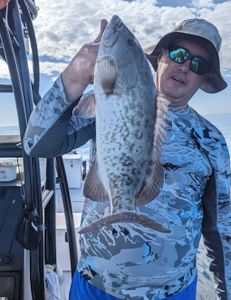 Gag Grouper fishing in FL