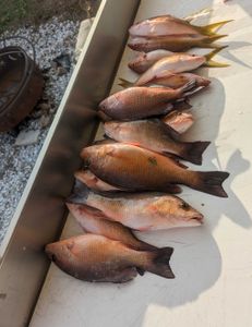 Grey snapper fishing in FL