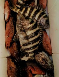 Two sheepshead fish caught in FL