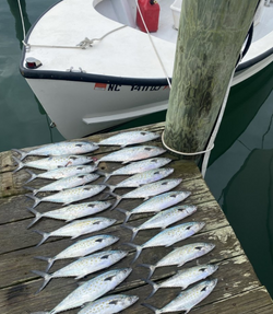 Bountiful Catches with Morehead City Fishing!
