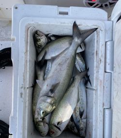 Two bluefish caught while fishing in NC