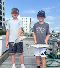 Two bluefish caught while fishing in Morehead City
