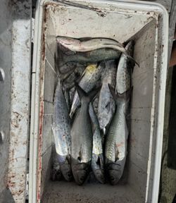 Fresh caught bluefish and Spanish mackerel in cooler from Morehead City NC fishing trip