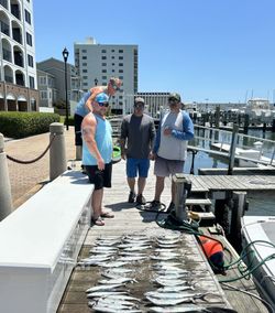 Fresh caught fish displayed on wooden dock in Morehead City NC marina