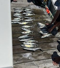 Spanish mackerel and king mackerel fishing catch displayed on boat dock in Morehead City NC