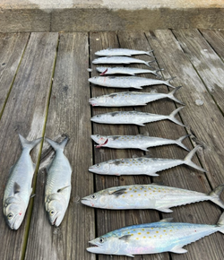 Morehead City Fishing Gems: Spanish Mackerels!