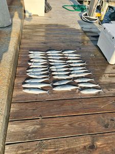 A Spanish mackerel caught while fishing in NC