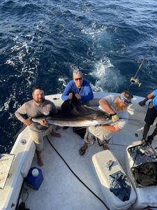 Caught a magnificent Atlantic Sailfish in Shalimar