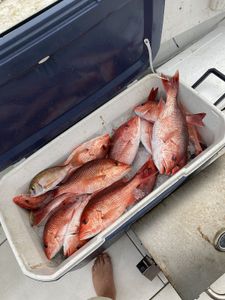 Five blue tilapia fish caught during a fishing trip in Shalimar