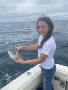 Grey triggerfish caught while fishing in Florida