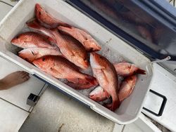 6 mangrove red snapper fish caught in Shalimar