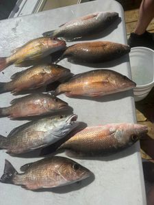 Look at our catches! Snapper Season