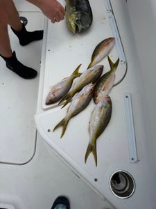 6 fish caught fishing at Little Torch Key