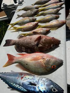4 mutton snapper and red grouper fish caught in Little Torch Key
