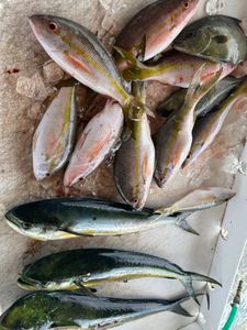 Blackfin tuna fish caught in Little Torch Key