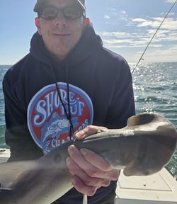 Bonnethead shark caught while fishing in Little Torch Key FL waters