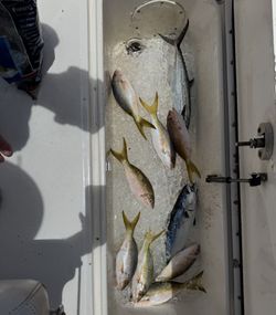 10 King Mackerel and Coho Salmon caught in FL