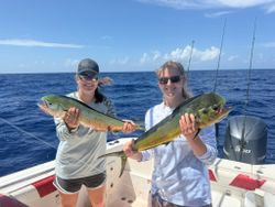 Two large mahi mahi fish caught while fishing in Little Torch Key FL