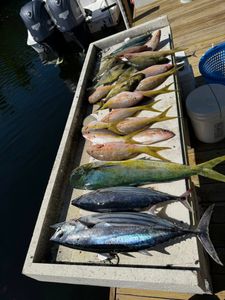 5 little tunny fish caught in FL