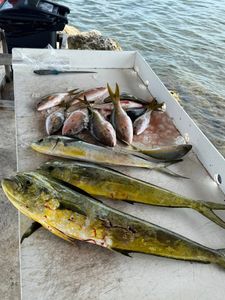 Four fish caught while fishing in FL