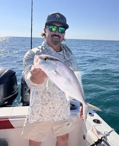 Greater Amberjack caught while fishing in Little Torch Key FL waters