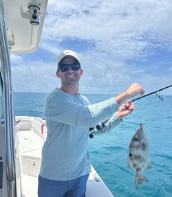 Grey triggerfish caught on fishing rod in clear blue waters off Little Torch Key Florida