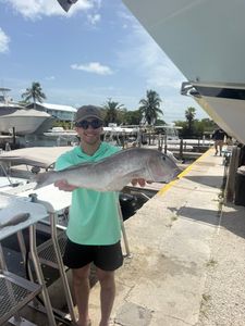 Angler holding large fish catch at marina dock in Little Torch Key FL